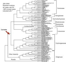 Image result for Hydrostachys insignis
