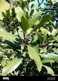 Image result for Rapanea