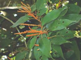 Image result for Mallotus