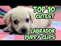 Look at pictures of golden retriever puppies who need a home. Top 10 Cutest Labrador Puppy Videos Of All Time Youtube