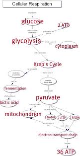 biochemical pathway of cell respiration flow chart awesome