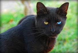 Beautiful Black Cat With Brown Eyes God Created Cats With Two Differently Colored Eyes For Cuteness Overload Sharenator Black Cat Breeds Cute Black Cats Cat With Blue Eyes
