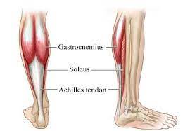 Learn where these lower leg muscles are found it lies on top of the soleus. Soleus The Forgotten Muscle For Runners