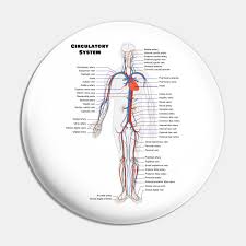 Human Circulatoy System Chart