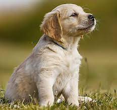 When looking for a puppy, please skip pet stores and internet sites and consider a shelter or rescue first. Puppy Vaccinations When To Get Them And Why Petsmart
