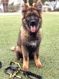 It is preferable to use this collar in the warm season, but you could still use it every other day. Beautiful Red Collar From Viktorie X Alberdon Shepherds Facebook