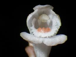 Image result for Didymoplexis