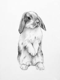 Resultats De Recherche D Images Pour How To Draw Rabbits Realistic Bunny Sketches Bunny Drawing Bunny Art