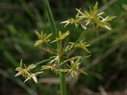 Image result for Cyperus haspan