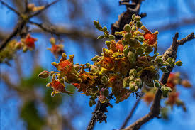 Image result for Stipularia africana