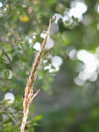 Image result for Sorghastrum stipoides