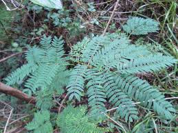 Image result for Leucaena leucocephala