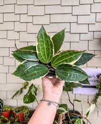 Image result for Carvalhoa macrophylla