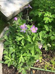 Image result for Geranium ocellatum