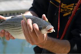 Peche Au Flotteur En Mer Ludique Et Efficace Voile Moteur