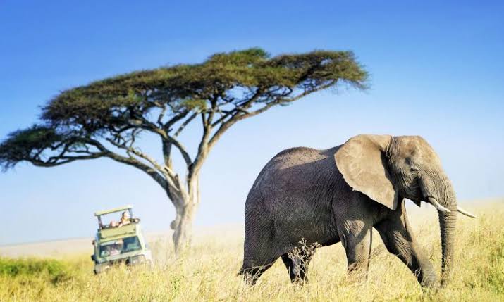 Best time to visit Tanzania - Great Migration wildebeest crossing river