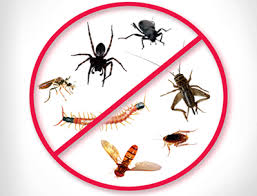 Looking for pest control, termites control or bed bugs control? Residential Pest Control Services Termite Control Pest Control Solutions Moth Control Service Gel Treatment Service Bug Buster Service In Kamothe Sector 20 Navi Mumbai Magnetic Valley Id 3863001733