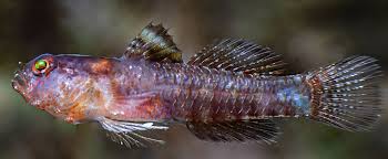 Image result for Fadogia fuchsioides