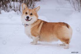 The pembroke is slightly smaller and more affectionate than the cardigan, and generally has a docked tail. Welsch Corgi Pembroke Red Dog Auf Einem Spaziergang Im Winter Foto Vorratig Crushpixel