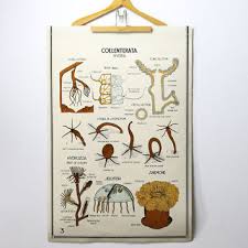 Best Vintage Science Charts Products On Wanelo