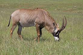 Bow Hunt Roan Antelope in South Africa - Roan Hunting Safari