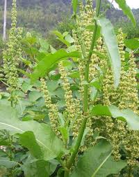 Image result for Rumex