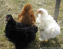 Black tailed white japanese bantam. Frizzle Feathered Chickens The Divas Of The Chicken World