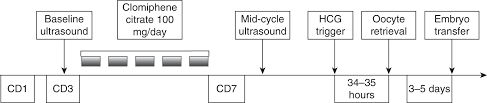 Stimulation For Ivf Section 2 How To Prepare The Egg And