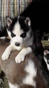 Caini si catei de vanzare. Se Vand NiÈte CÄÈei Husky Siberian Arhiblog