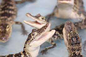 Can I Take Home A Pet Alligator Alligator Wildlife Discovery Center