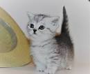 TICA Registered Munchkin Kittens for Sale - Munchkin ...