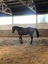 Zubehör für pferd und reiter (3) extrem dringend!!! Pferde In Not Suchen Ein Zuhause Startseite Facebook