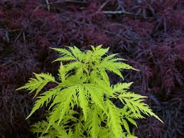 A landing of noble's blood. Sambucus Racemosa Golden Lace Morden Golden Glow Kojusrg Decidous Trees And Shrubs Assortment Shop Kordes Jungpflanzen