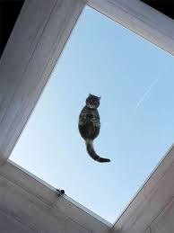 Check out our cat under glass selection for the very best in unique or custom, handmade pieces from our shops. 29 Hilarious Reasons Why Having A Cat And A Glass Table Make Perfect Sense