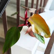 Image result for Filodendron Philodendron