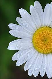 Daisies Looks So Happy Pretty Flowers Beautiful Flowers Flowers Nature