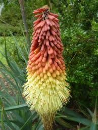 Image result for Asphodelaceae