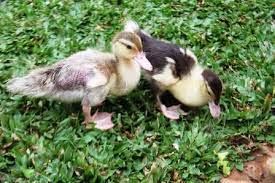 Doe anak bebek entok entog remaja mentok dewasa sesuai deskripsi. Anak Bebek Manila Nimadesriandani