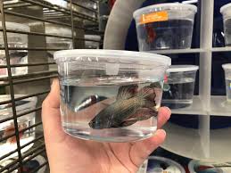 They aren't the prettiest bettas for the price that they were but, i. Petco Betta Fish Unique Fish Photo