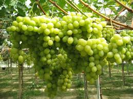 We did not find results for: Uva Da Tavola Dalla Puglia In Tutto Il Mondoapulia Table Grape Goes Worldwide Fresh Point Magazine