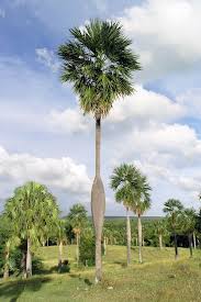Image result for Coccothrinax