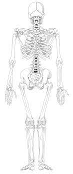Posted on may 24, 2016 by admin. Blank Diagram Of Human Skull Hvac Drawing Book Piping 2001ajau Waystar Fr