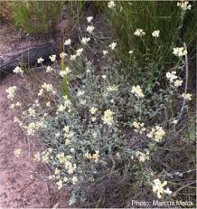 Image result for Helichrysum panduratum