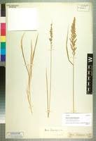 Image result for Setaria lindenbergiana