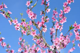 Most of the fruiting plums have a common rounded crown and are a medium sized tree. Types Of Flowering Plum Trees And Useful Tips For Their Care Gardenerdy