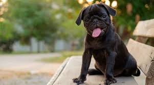 We did not find results for: 37 Black Dog Breeds Short Medium Fluffy Coated Canines