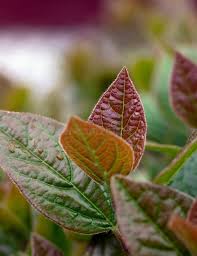 Image result for Cyathula