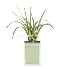 Image result for Carex steudneri