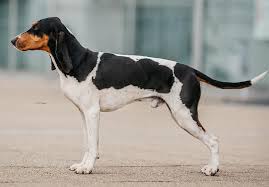 Image result for bernský honič