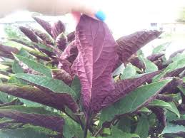 Flowering shrubs flowers plants shrubs summer gardening gardening summer ideas. Purple And Green Leaved Shrub Indent